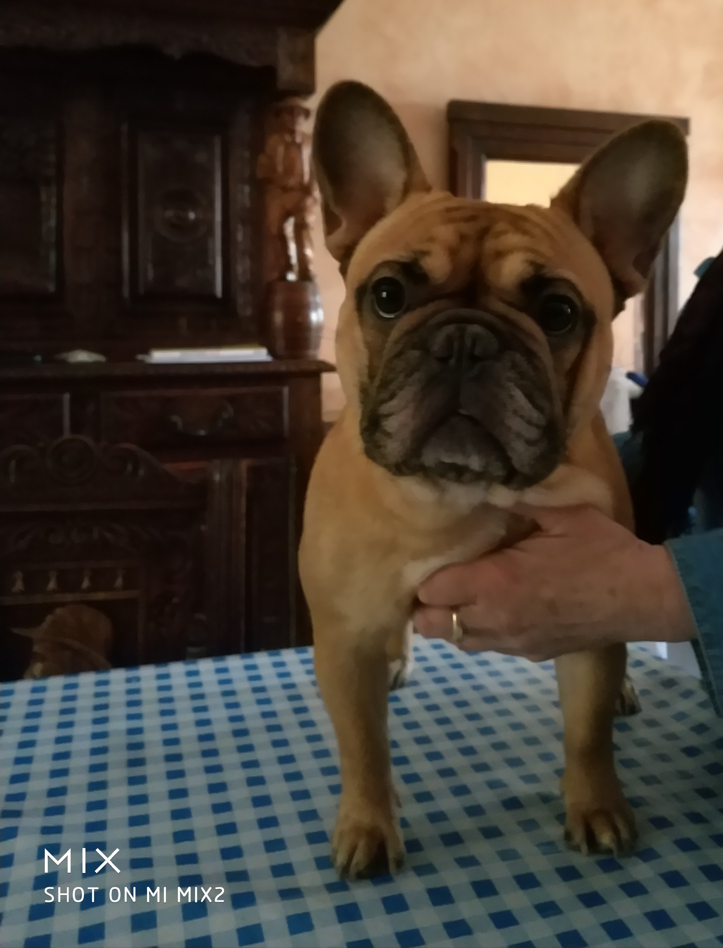 Ninette (Sans Affixe)