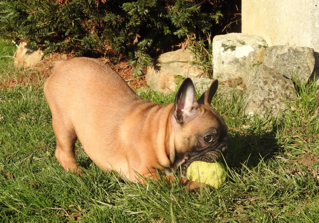 Chiot Bouledogue français of pheronikee